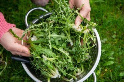 dandelion salad